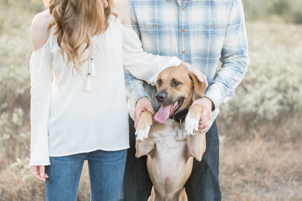 charlotte engagement photography shot of couple petting their dog