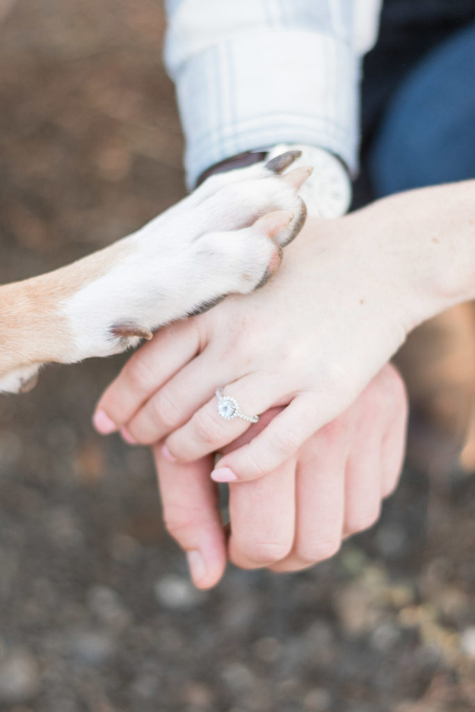 charlotte engagement photography shot of hands together with dog paw 