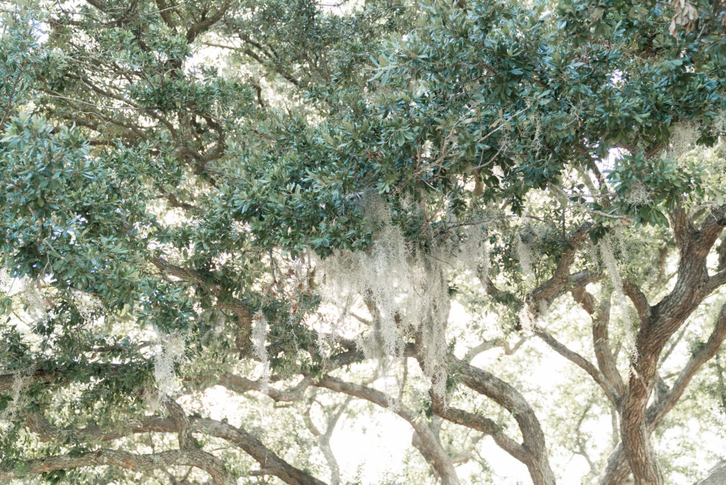 charleston wedding photographer shot of Spanish moss hanging from oak tree
