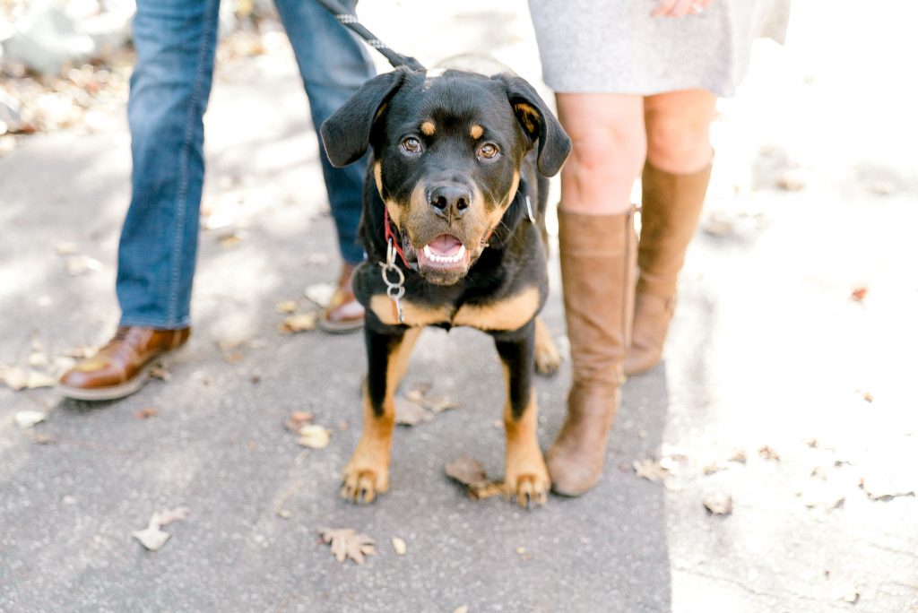charlotte engagement session clarks creek greenway uptown charlotte wedding photographer dog alyssa frost photography